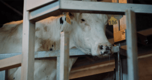Dairy Up Close TV spot
